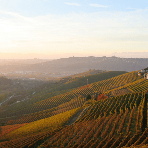 argentina-wineyards